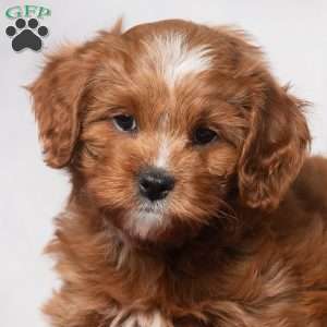 Kassidy, Cavapoo Puppy